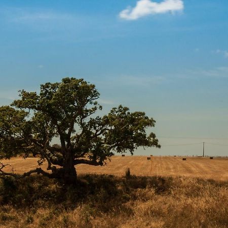 Bicos Vales Do Alentejo 게스트하우스 외부 사진