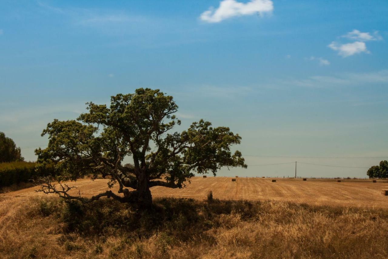 Bicos Vales Do Alentejo 게스트하우스 외부 사진